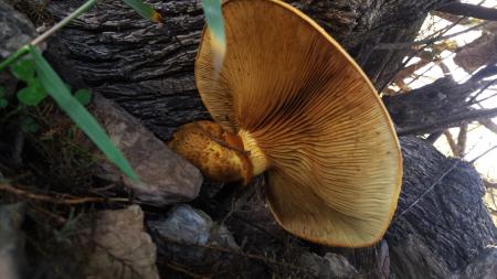 Mushroom under the tree