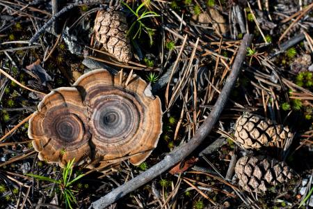 Mushrooms