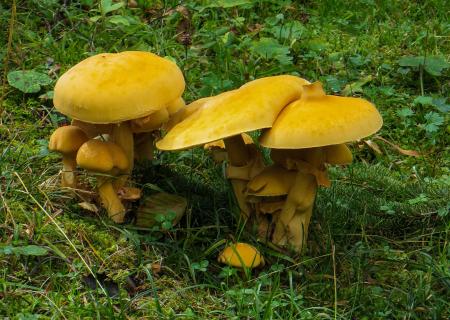 Mushrooms in the Garden