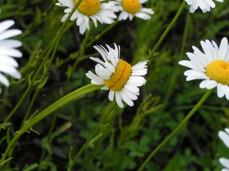 Mutant Daisy