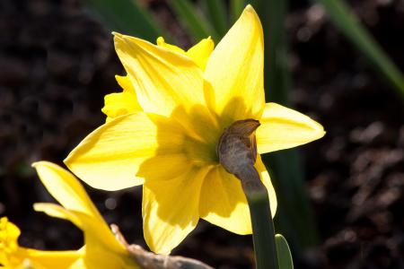 Narcissus in the Garden