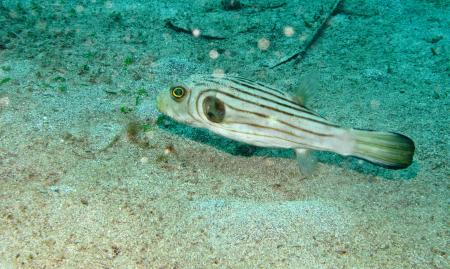 Narrow Lined Puffer