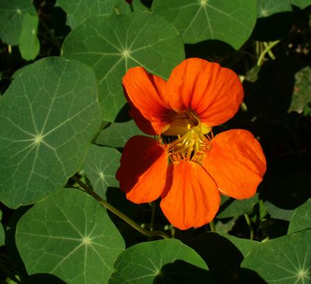 Nasturtium in the Garden