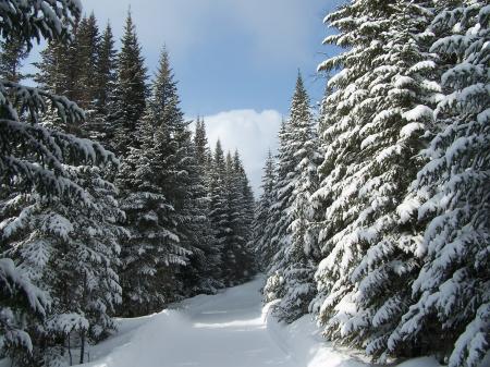 Winter path