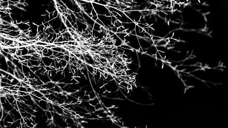 Nature Inverted Into Monochrome