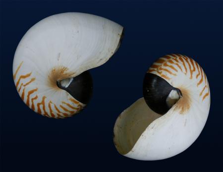 Nautilus