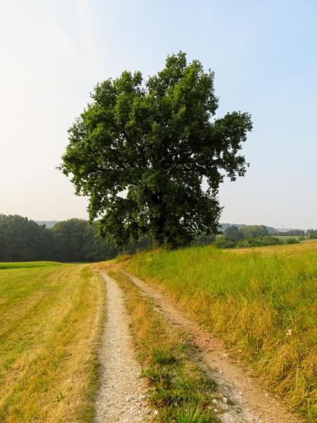 Near the Farm