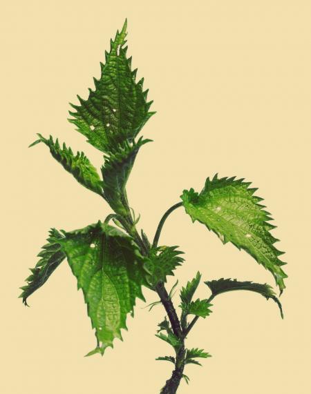 Nettle