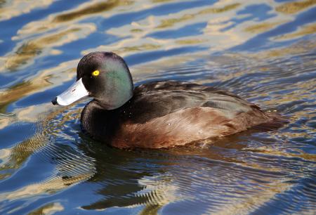 New Zealand scaup (Aythya novaeseelandiae)