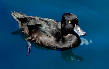 New Zealand scaup