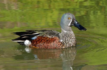 New Zealand shoveler. (Anas rhynchotis variegata),