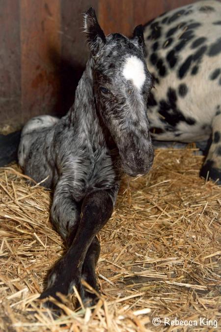 Newborn Appy Colt