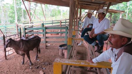 Nicaraguan Cattle