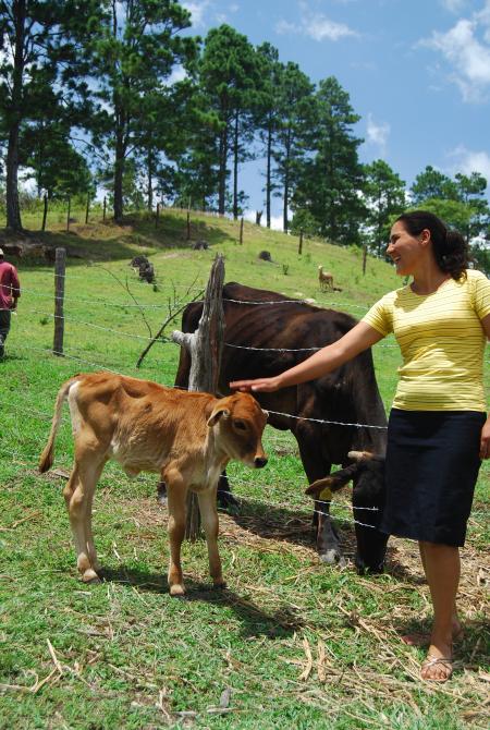 Nicaraguan Cows