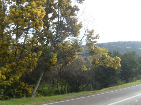 Nice trees in a country road