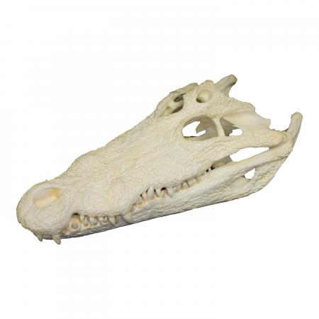 Nile Crocodile Skull