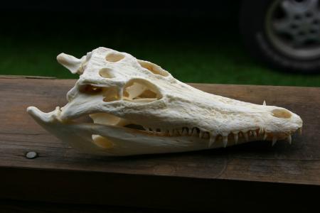 Nile Crocodile Skull