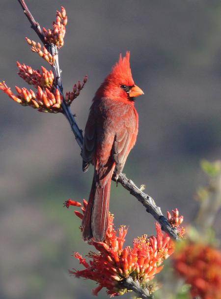 Northern Cardinal