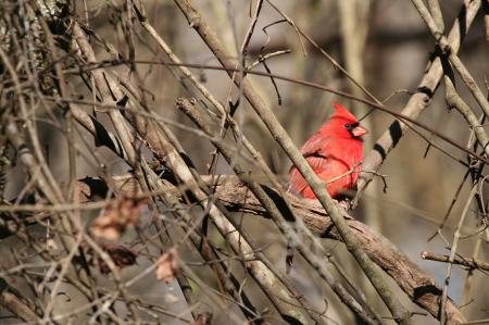 Northern Cardinal