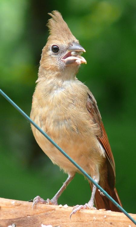 Northern Cardinal