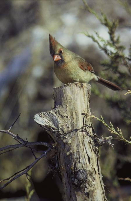 Northern Cardinal