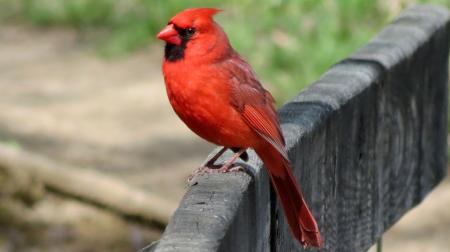 Northern Cardinal