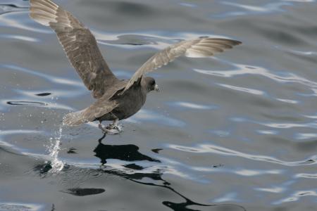 Northern Fulmar