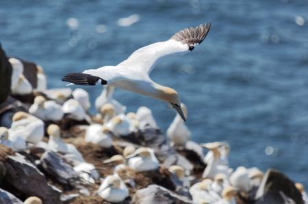 Northern Gannet