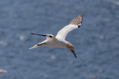 Northern Gannet