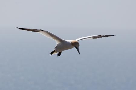 Northern Gannet