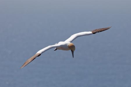 Northern Gannet