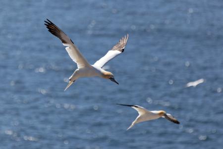 Northern Gannet