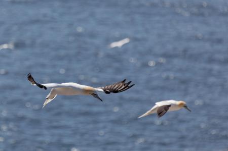 Northern Gannet