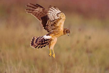 Northern Harrier Hunting