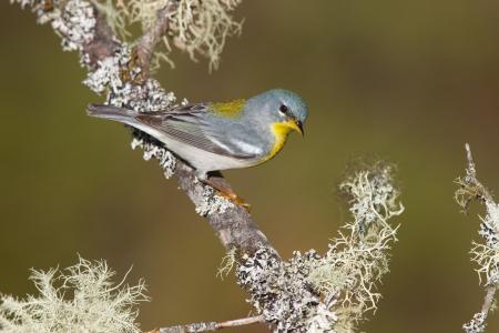 Northern Parula