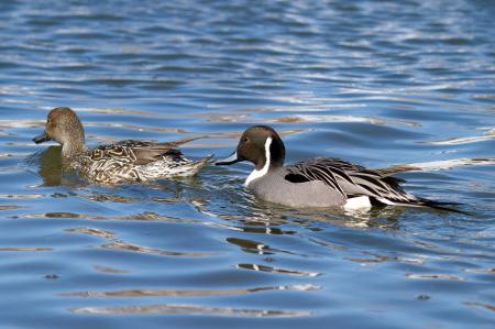Northern pintail, Anas acuta