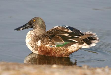 Northern Shoveler