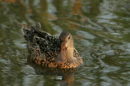 Northern Shoveler