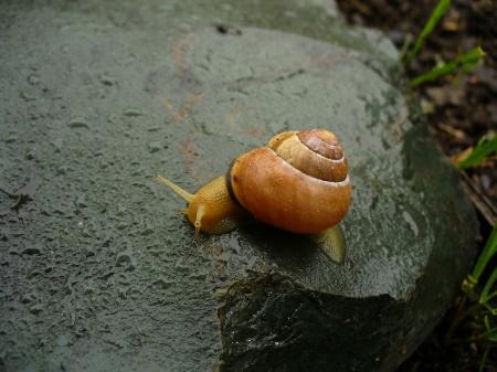 Norwegian snail