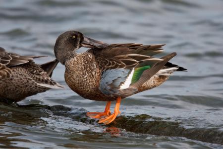 Nothern Shoveler Ducks