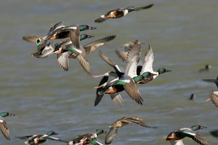 Nothern Shoveler Ducks