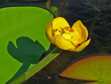 Nuphar Lutea