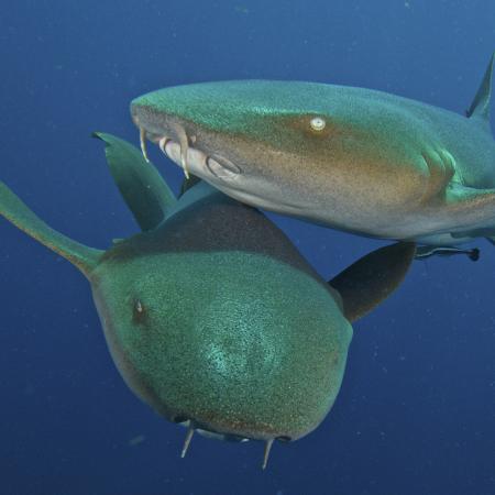 Nurse Sharks