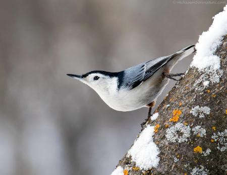 Nuthatch