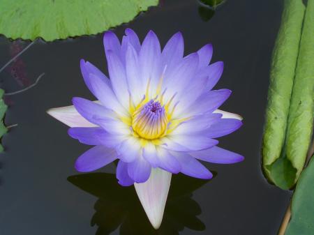 Nymphaea