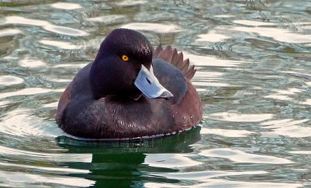 NZ Scaup/Black Teal