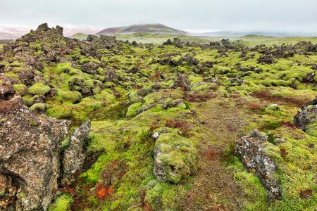 Of Moss, Mist, and Rugged Rocks
