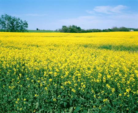 Oilseed Field