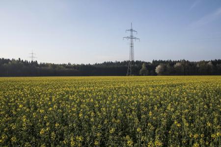 Oilseed Rape