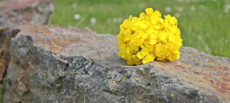 Oilseed Rape